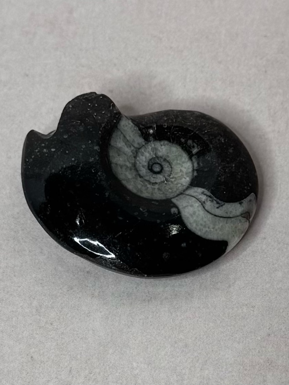 Polished Black & Gray Ammonite Fossil Display - Picture 3 of 8
